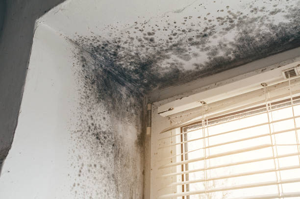 Affordable Attic Mold Remediation solutions in Old Bridge, NJ